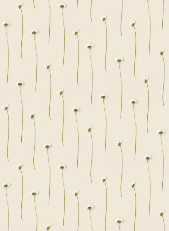 studio ditte Papier peint Daisies/ Madeliefjes-16612