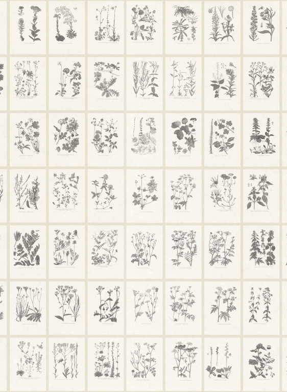 Sandberg Wandbild Botanica-18001 Sandberg Wandbild Botanica-18001