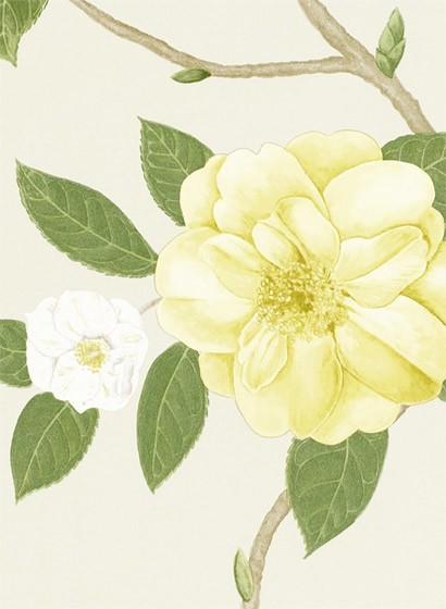 Sanderson Carta da parati Christabel - Yellow/ Ivory-2128.4 Sanderson Carta da parati Christabel - Yellow/ Ivory-2128.4