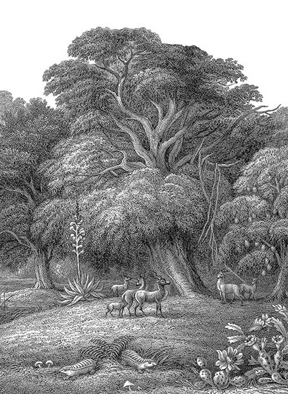 Rebel Walls Carta da parati panoramica Jungle Land - Original B-2920.2 Rebel Walls Carta da parati panoramica Jungle Land - Original B-2920.2