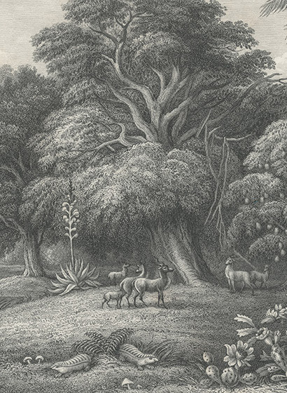 Tapete Jungle Land Vintage von Rebel Walls - Teil B-2921.2