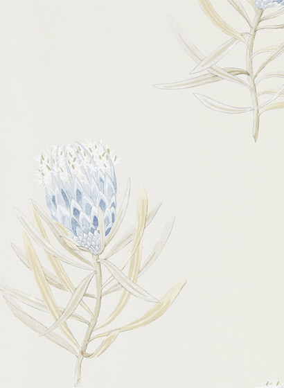 Sanderson Papier peint Protea Flower - China Blue/ Canvas-2947.1 Sanderson Papier peint Protea Flower - China Blue/ Canvas-2947.1