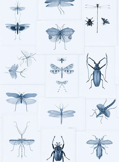 Mindthegap Carta da parati Entomology-3416 Mindthegap Carta da parati Entomology-3416