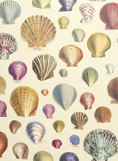 John Derian Papier peint Captain Thomas Brown Shells-3662 John Derian Papier peint Captain Thomas Brown Shells-3662