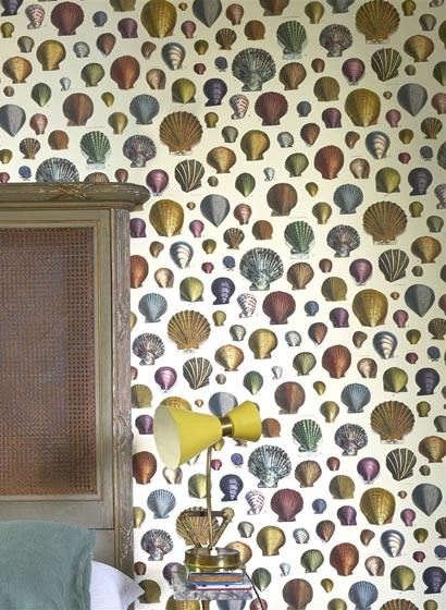 John Derian Papier peint Captain Thomas Brown Shells-3662 John Derian Papier peint Captain Thomas Brown Shells-3662