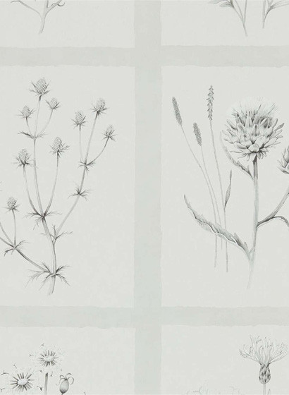 Sanderson Carta da parati Little Thistles-3678 Sanderson Carta da parati Little Thistles-3678
