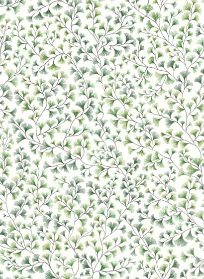 Ginkgo Tapete Maidenhair von Cole and Son - Olive-4075.4 Ginkgo Tapete Maidenhair von Cole and Son - Olive-4075.4