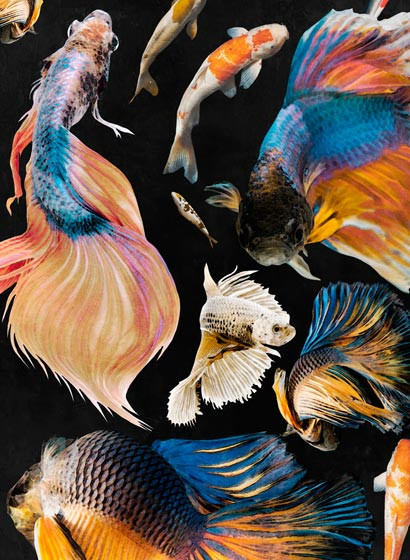 Mindthegap Papier peint Goldfish-4109 Mindthegap Papier peint Goldfish-4109