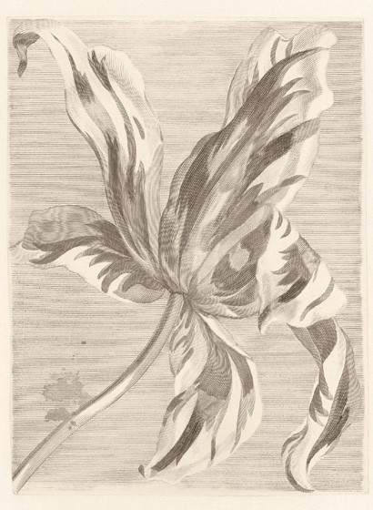 Wandbild Tulip Teyler von Eijffinger-4390 Wandbild Tulip Teyler von Eijffinger-4390