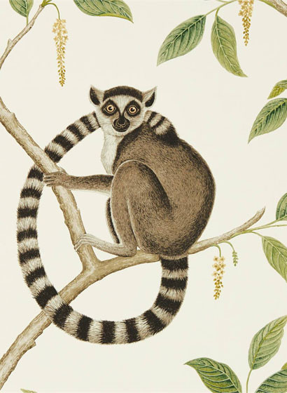 Sanderson Wallpaper Ringtailed Lemur-5177