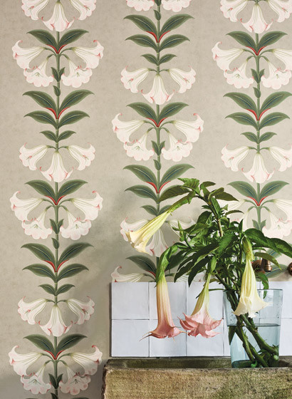 Blumen Tapete Angels Trumpet von Cole & Son-5702 Blumen Tapete Angels Trumpet von Cole & Son-5702