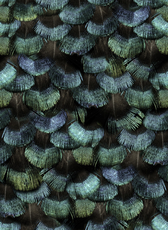 Rebel Walls Papier peint Petite Peacock Plumage-6657 Rebel Walls Papier peint Petite Peacock Plumage-6657