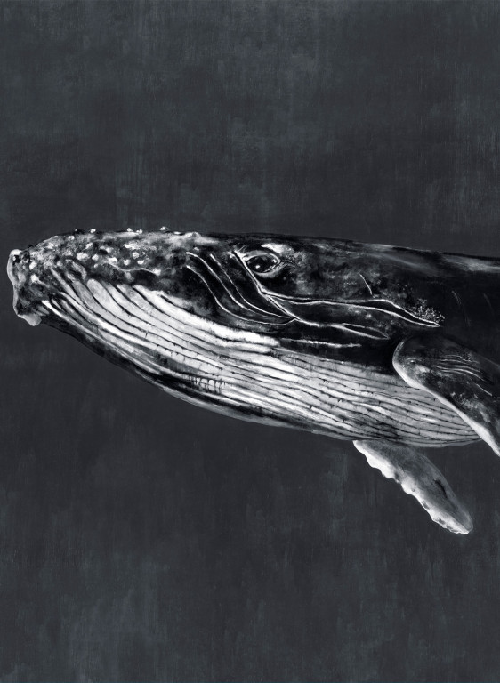 Coordonne Mural Humpback Whale-8508 Coordonne Mural Humpback Whale-8508