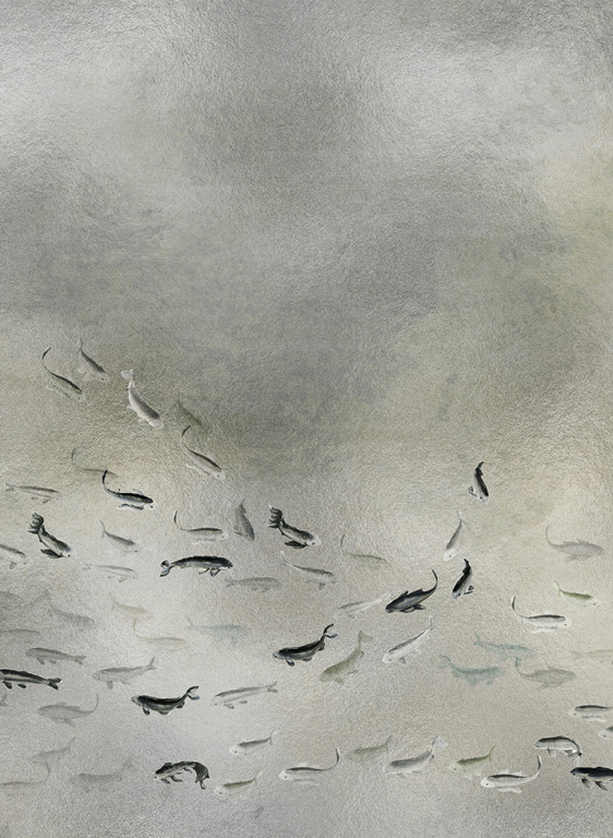 Coordonne Carta da parati panoramica Koi Metallics-8563 Coordonne Carta da parati panoramica Koi Metallics-8563