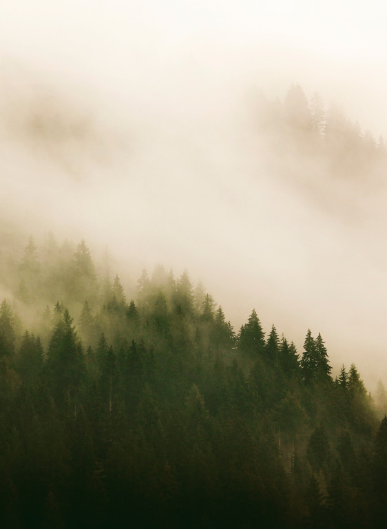 Coordonne Papier peint panoramique Woods for Forest-9032 Coordonne Papier peint panoramique Woods for Forest-9032