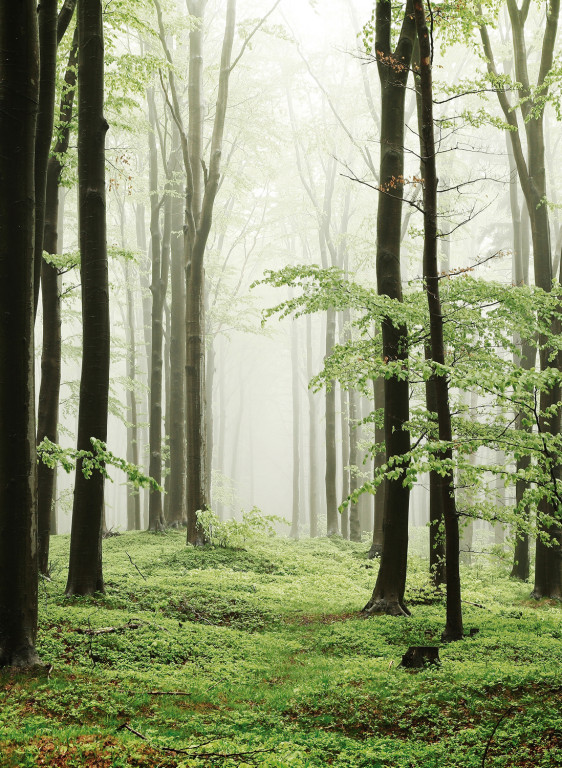 Coordonne Papier peint panoramique Woods Summer Path-9036 Coordonne Papier peint panoramique Woods Summer Path-9036