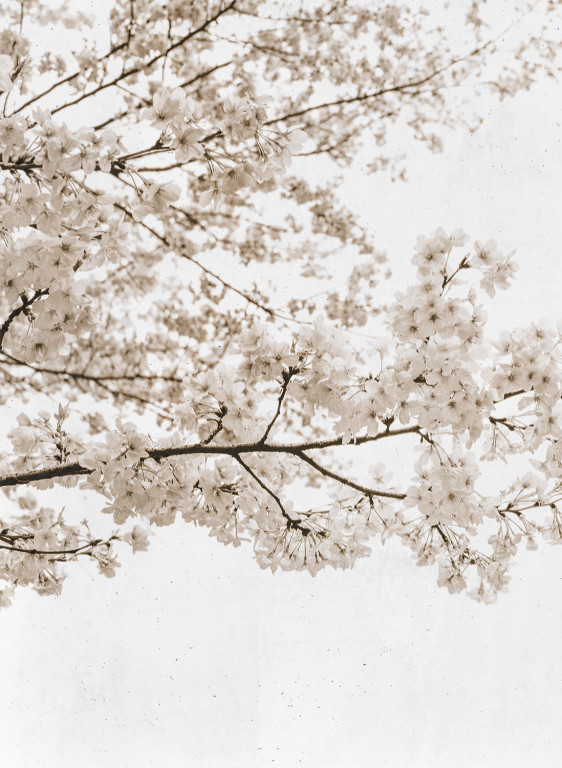 Coordonne Mural Blossom Almond Tree-9044 Coordonne Mural Blossom Almond Tree-9044