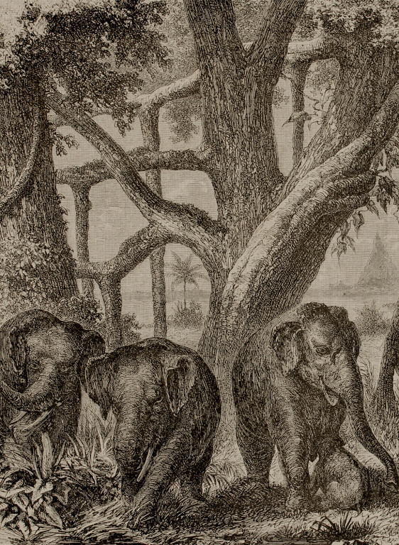 Coordonne Papier peint panoramique Elephants-9062 Coordonne Papier peint panoramique Elephants-9062