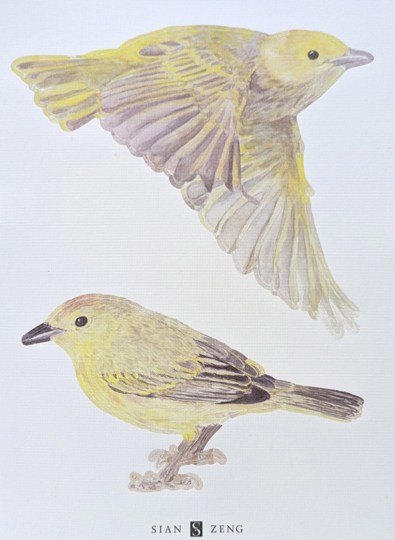 Sian Zeng Wandsticker Warbler Bird-9762 Sian Zeng Wandsticker Warbler Bird-9762
