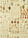 Sanderson Wallpaper Oology Portal - Silkie