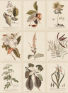 Sandberg Carta da parati panoramica Flora - Sepia