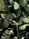 Boråstapeter Studio Mural Eucalyptus - 9523W