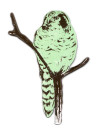 Magnet Owl von Sian Zeng - Green