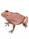 Magnet Frog von Sian Zeng - Pink