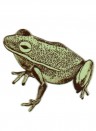Magnet Frog von Sian Zeng - Green