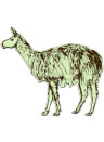 Magnet Llama von Sian Zeng - Green