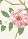 Sanderson Wallpaper Christabel Coral/ Ivory