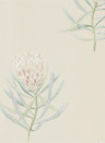 Sanderson Wallpaper Protea Flower Russet/ Green