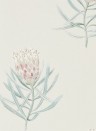 Tapete Protea Flower von Sanderson - Porcelain/ Blush