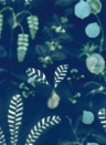 Nobilis Wallpaper Daiquiri COS162