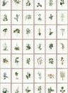 Florale Tapete Botany von MINDTHEGAP - WP20153
