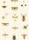 MINDTHEGAP Wallpaper Entomology WP20233