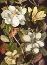 Florale Tapete Magnolia von MINDTHEGAP - WP20171