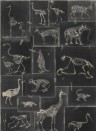 Skelett Tapete Zooarchaeology von MIND THE GAP - WP20237
