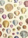 John Derian Wallpaper Captain Thomas Brown Shells Sepia