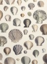 John Derian Wallpaper Captain Thomas Brown Shells Oyster