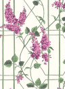 Cole & Son Wallpaper Wisteria Magenta/ Leaf Green