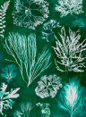Mindthegap Papier peint Algae - Moss