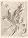 Eijffinger Wallpaper Tulip Teyler Weiß Schwarzweiß