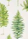 Tapete Fernery von Sanderson - Botanical Green