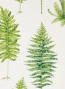Sanderson Papier peint Fernery - Botanical Green