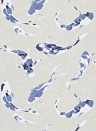 Harlequin Wallpaper Koi - Indigo