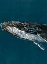 Coordonne Carta da parati panoramica Humpback Whale - Ocean