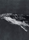 Coordonne Carta da parati panoramica Humpback Whale - Night