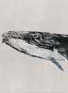 Coordonne Wandbild Humpback Whale - Grey