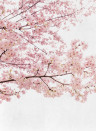 Coordonne Carta da parati panoramica Blossom Almond Tree - Pink